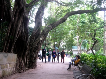 Nhiều cây cổ thụ bao quanh công viên thành phố