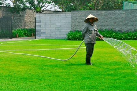 
Chăm sóc cỏ nhung tại khu rerort The Nam Hai
