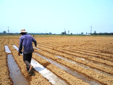 Đậu phộng lép hạt, nông dân điêu đứng, thất thu - 1