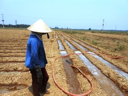 Sau khi thu hoạch đậu phộng không đạt, người dân chuyển sang cây trồng khác