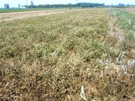 ​ Nhiều ruộng đậu đến kỳ thu hoạch lại lép hạt, người dân chán nản bỏ không ngoài ruộng