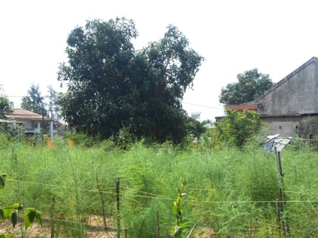 Cây măng tây xanh có giá trị kinh tế cao gấp 5-8 lần so với mặt bằng chung của ngành nông nghiệp