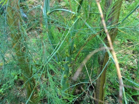 
Sau khi thu hoạch, người ta sẽ chọn vài cây khỏe mạnh để làm cây bố mẹ tiếp tục chăm bón cho lứa sau
