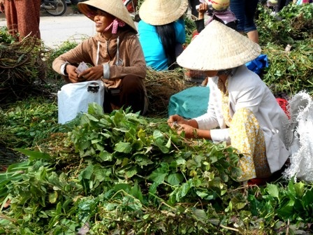 Nhiều khi phải đến tận các vùng rừng núi xa xôi mới hái được các loại lá này