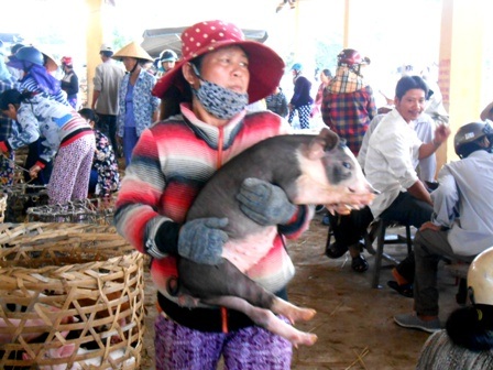 Nhọc nhằn bế heo thuê