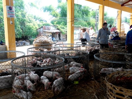 Những chú heo nằm trong chuồng chờ người mua