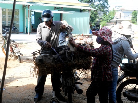 Chuẩn bị chở heo đi