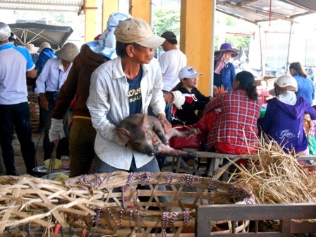 Người đàn ông duy nhất bế heo thuê tại đây