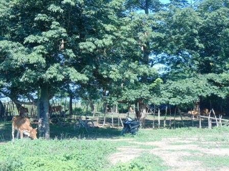 Bò được nhốt lại khi trời nắng nóng để đảm bảo sức khỏe