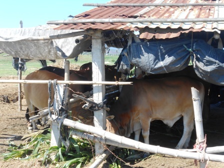 Bò được chăm sóc kỹ lưỡng và đảm bảo chất lượng, đây cũng là nơi cung cấp bê thui nổi tiếng của Quảng Nam