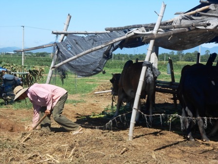 Dọn dẹp phân bò