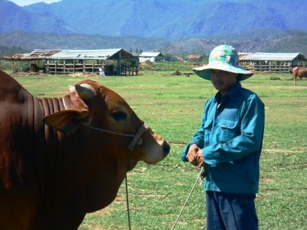 Những con bò “thuần cỏ” luôn được ưa chuộng