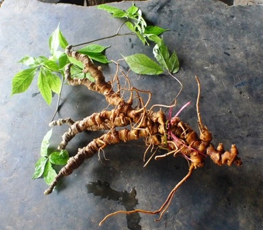 
Củ sâm Ngọc Linh nặng gần 1 kg vừa được tìm thấy ở núi Ngọc Linh
