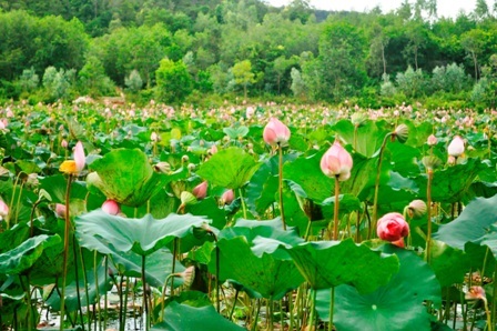 Đầm sen Đồng Lớn lấp ló sau tán lá rừng hoặc dưới thung lũng xa, hấp dẫn những người thích khám phá