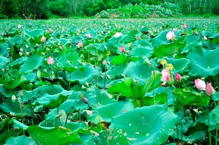 Cánh đồng sen bát ngát