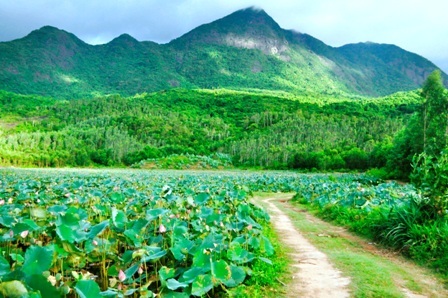 Sen nở rộ, xa xa là núi cao hùng vĩ