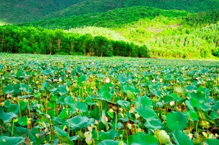 Sen bát ngát bên tán lá rừng