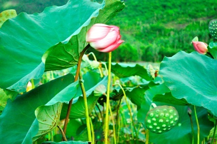 Sen và đài sen sắp thu hoạch