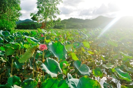 Tiếng ve râm ran cùng nắng hè oi ả báo hiệu mùa sen nở