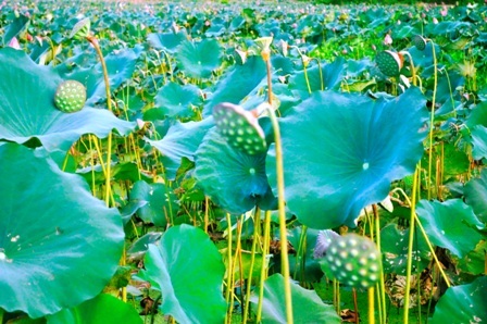 Đài sen sắp vào độ thu hoạch