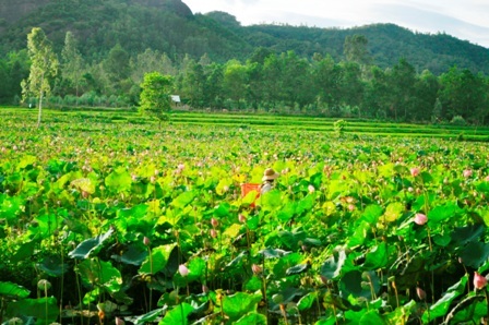 Hái sen cho kịp giờ về