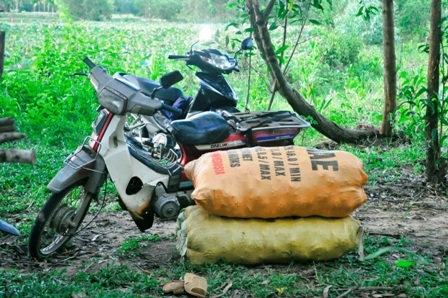 Đài sen được cho vào bao chuẩn bị chở về