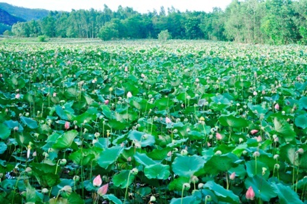 Quảng Nam: Về với mùa sen Trà Lý - 19