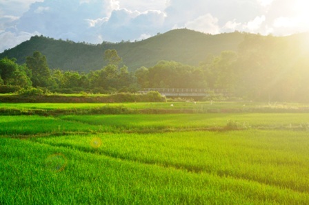 Bên đường là cánh đồng thơm ngát mùi mạ non