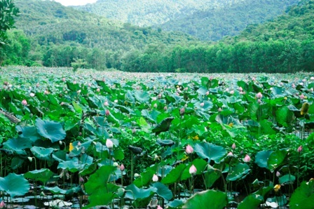 Ở mỗi quãng Đồng Lớn là những đầm sen tuyệt đẹp và rộng lớn