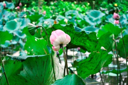 Sen e ấp lúc ban chiều