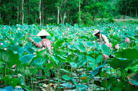 Những người hái sen thường chọn lúc trời mát mẻ vào sáng sớm hoặc chiều tối để thu hoạch
