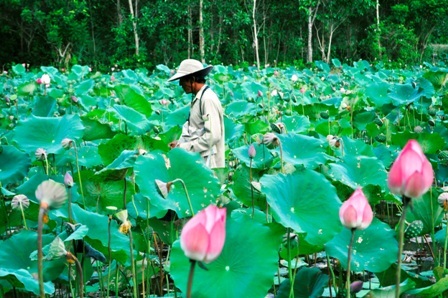 Sen hiện nay có giá 25 ngàn đồng/kg