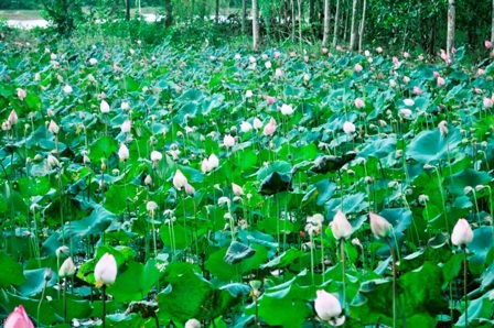 Đây còn là điểm tham quan hấp dẫn, tuyệt vời trong mùa hè oi ả