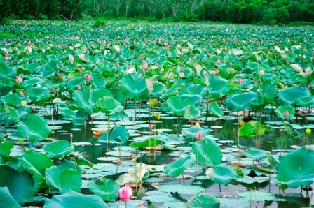 Quảng Nam: Về với mùa sen Trà Lý - 10