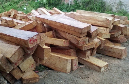 Hàng chục mét khối gỗ pơmu bị lâm tặc “xẻ thịt” ở vùng biên giới - 1 Số gỗ pơmu do lâm tặc khai thác vừa được vận chuyển về đồn Công an Chà Vàl. (Ảnh CTV).