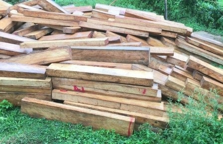 Hàng chục phách gỗ pơmu được giấu gần... trạm biên phòng - 1 Hàng chục phách gỗ pơmu được cơ quan chức năng tỉnh Quảng Nam phát hiện thêm gần trạm kiểm soát biên phòng