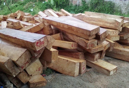Phát hiện thêm hơn 60 súc gỗ pơmu gần trạm biên phòng - 1
Đến nay, lực lượng chức năng đã phát hiện trên 500 súc gỗ pơmu trái phép được cất giấu