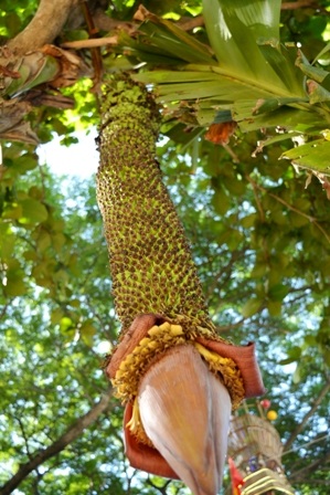 Độc đáo buồng chuối “siêu nải” - 1