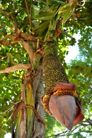 Buồng chuối dài hơn 1,5m