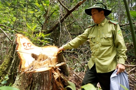 Vụ phá rừng pơmu: Ai “bảo kê” cho lâm tặc phá rừng? - 2 Một gốc pơmu được cơ quan chức năng đánh dấu để điều tra