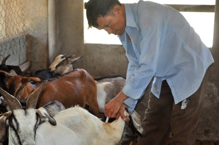 Ông Nguyễn Văn Liêm đang chăm sóc đàn dê