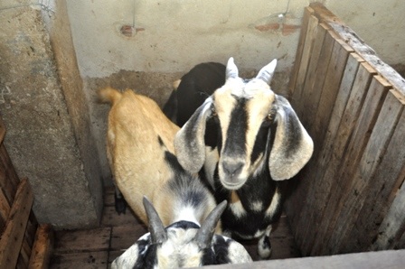 Dê mẹ và dê con được nuôi nhốt riêng để đảm bảo cho con bú hiệu quả