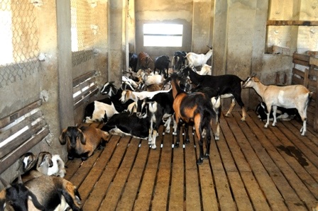 Đàn dê hơn trăm con của ông Liêm cho thu nhập mỗi năm 200 triệu đồng