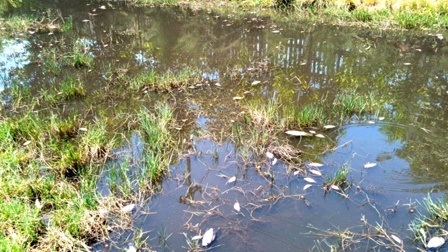 Cá chết do nước xả thải của nhà máy Sô đa Chu Lai