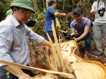 Quảng Nam sẽ họp với Lào về vụ phá rừng pơmu - 1 Phó Chủ tịch tỉnh Quảng Nam – ông Lê Trí Thanh – khảo sát khu vực rừng pơmu bị tàn phá ngày 20/7