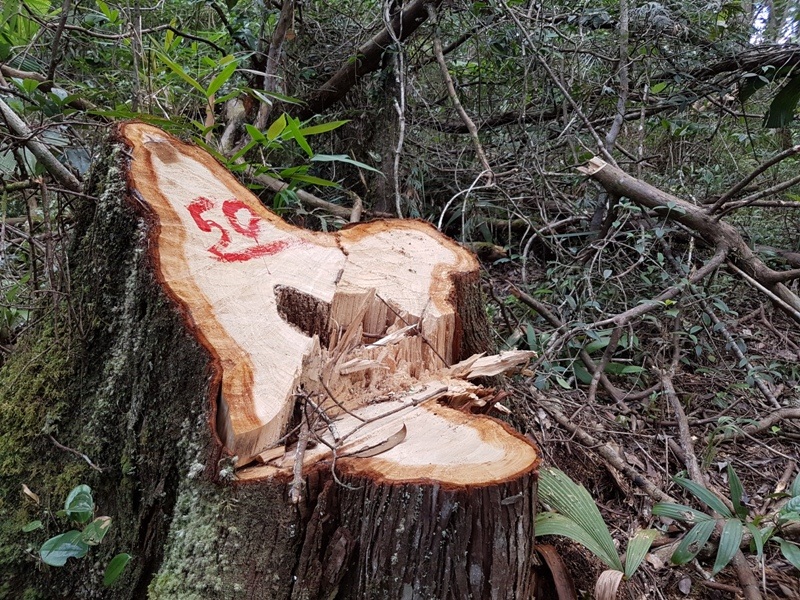 Vụ phá rừng pơmu: Ủy ban Kiểm tra Tỉnh ủy Quảng Nam vào cuộc - 1 Ủy Ban kiểm tra Tỉnh ủy Quảng Nam vào cuộc để làm rõ các tổ chức Đảng và cá nhân vi phạm trong vụ phá rừng pơmu