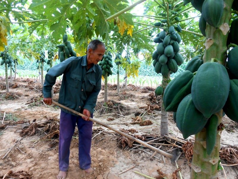 Ông Nguyễn Văn Sáu cho biết đu đủ năm nay không đạt trái như mọi năm