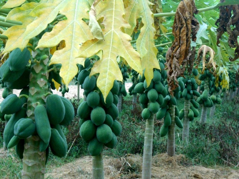 Dù đang vào độ thu hoạch nhưng trái vẫn còn non, nhỏ và không đều