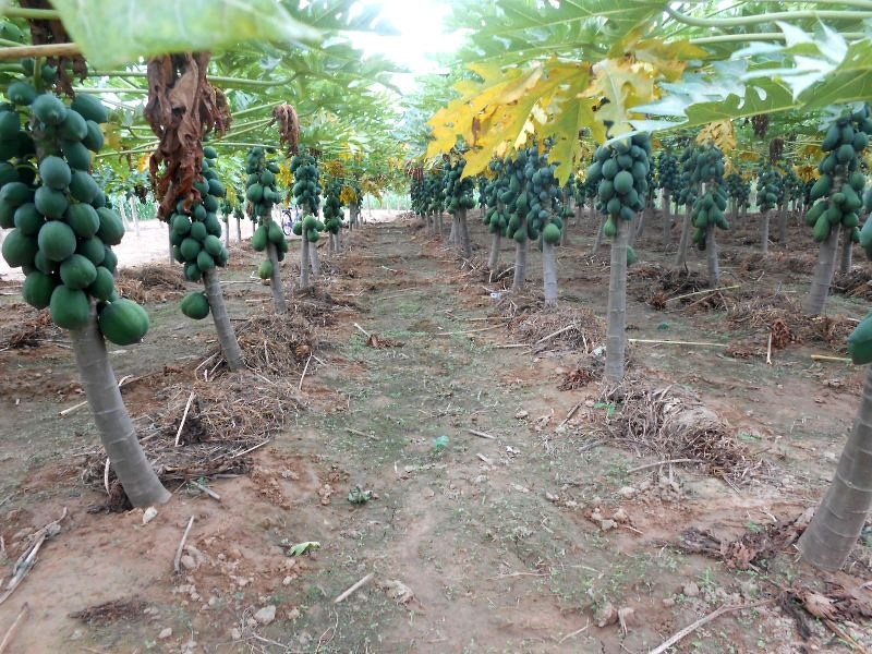 
Mọi năm trái sai trĩu quả, xuống đến tận gốc nhưng năm nay đu đủ thu hoạch không bằng mọi năm
