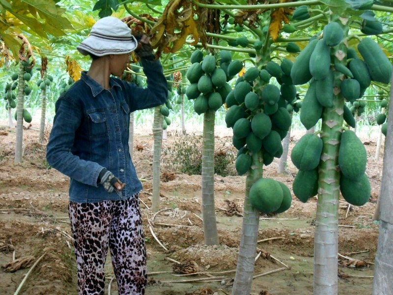 
Bà Võ Thị Thúy cho biết nếu muốn thu hoạch phải đợi tháng 8 âm lịch để gỡ lại vốn nhưng sợ lúc đó lại mưa lũ, người dân có nguy cơ mất trắng
